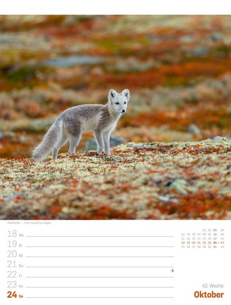Produktbild: Island Wochenplaner Kalender 2027 | Die Insel aus Feuer und Eis