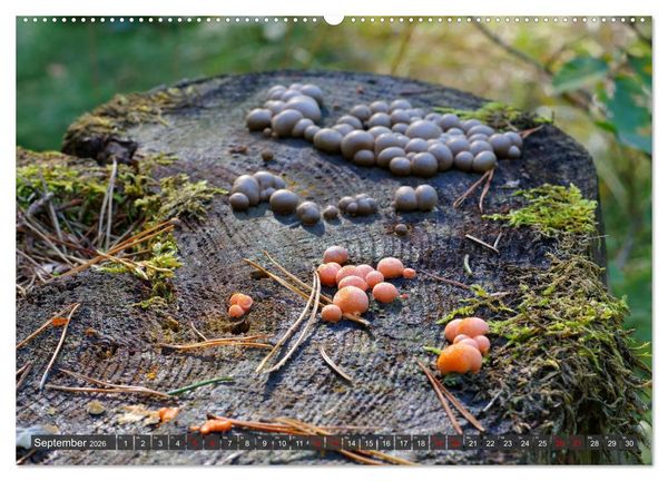Produktbild: Mit interessanten Pilzen durchs Jahr (hochwertiger Premium Wandkalender 2026 DIN A2 quer), Kunstdruck in Hochglanz
