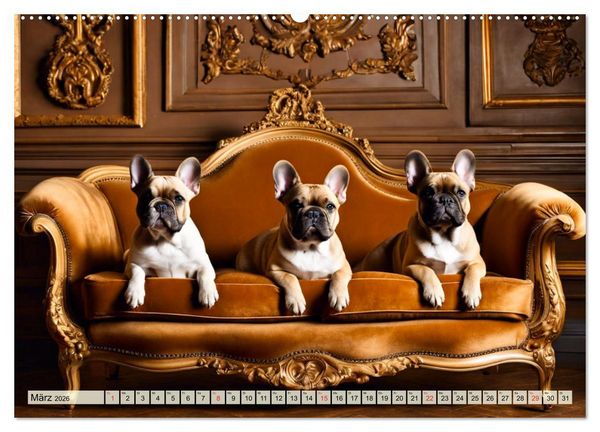 Produktbild: Kleine K&ouml;nige - Franz&ouml;sische Bulldoggen (Wandkalender 2026 DIN A2 quer), CALVENDO Monatskalender