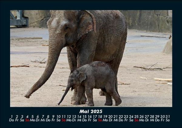 Produktbild: Elefanten - Die sanften Riesen Afrikas 2025 Fotokalender DIN A5
