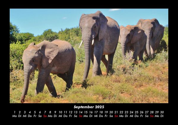 Produktbild: Elefanten 2025 Fotokalender DIN A3