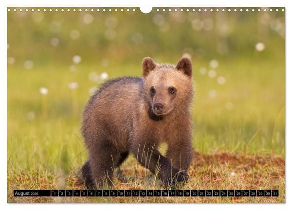 Produktbild: Magie des Augenblicks - Tierkinder - klein, aber wild (Wandkalender 2026 DIN A3 quer), CALVENDO Monatskalender
