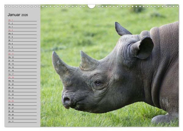 Produktbild: Nash&ouml;rner und Flusspferde (Wandkalender 2026 DIN A3 quer), CALVENDO Monatskalender