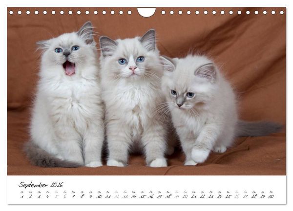 Produktbild: Ragdoll Kitten (Wandkalender 2026 DIN A4 quer), CALVENDO Monatskalender