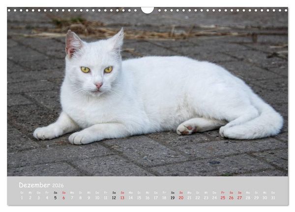 Produktbild: Katzen des S&uuml;dens (Wandkalender 2026 DIN A3 quer), CALVENDO Monatskalender