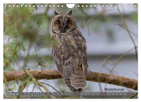 Produktbild: Vogelfotografie aus dem Norden (Wandkalender 2027 DIN A4 quer), CALVENDO Monatskalender