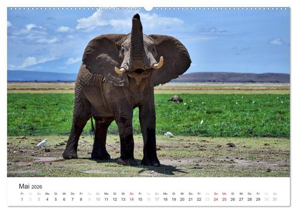 Produktbild: Elefanten - Sanfte Riesen in Afrika (hochwertiger Premium Wandkalender 2026 DIN A2 quer), Kunstdruck in Hochglanz