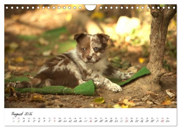 Produktbild: Aussie Welpen 2026 (Wandkalender 2026 DIN A4 quer), CALVENDO Monatskalender