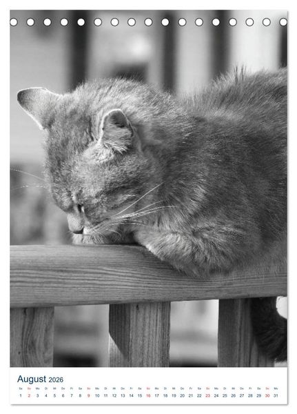 Produktbild: Wilde Katzen - Korsikas Samtpfoten (Tischkalender 2026 DIN A5 hoch), CALVENDO Monatskalender