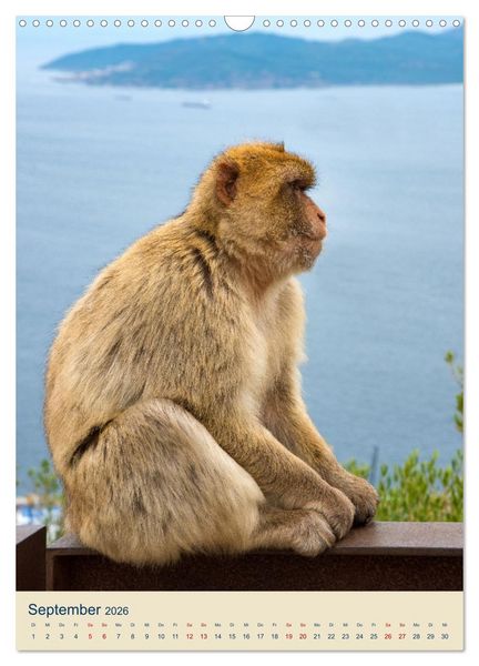Produktbild: Gibraltar - Die Heimat der Berberaffen auf dem Rock (Wandkalender 2026 DIN A3 hoch), CALVENDO Monatskalender