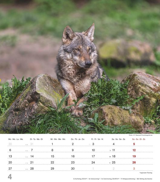 Produktbild: Mythos Wolf 2026 - Foto-Kalender - Wand-Kalender - 30x34