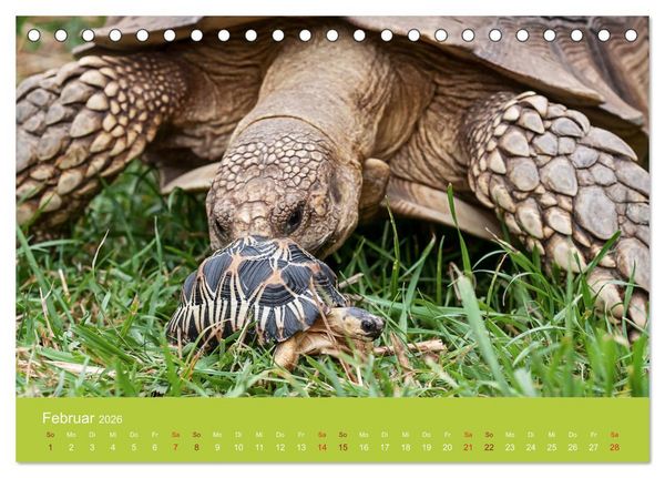 Produktbild: Meine Schildkr&ouml;ten (Tischkalender 2026 DIN A5 quer), CALVENDO Monatskalender