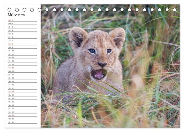 Produktbild: Emotionale Momente: L&ouml;wenbabys - so s&uuml;&szlig;. (Tischkalender 2026 DIN A5 quer), CALVENDO Monatskalender