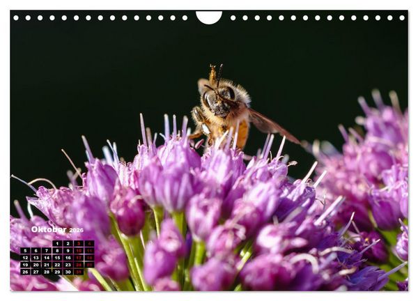 Produktbild: Die Wunderwelt der Biene (Wandkalender 2026 DIN A4 quer), CALVENDO Monatskalender