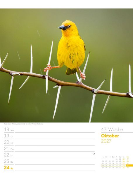 Produktbild: V&ouml;gel Wochenplaner Kalender 2027