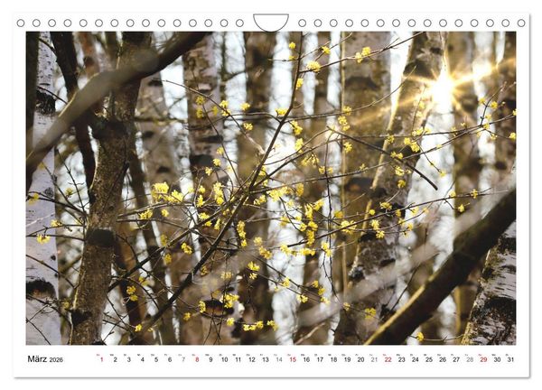 Produktbild: Mein Sehnsuchtsort, der heimische Wald (Wandkalender 2026 DIN A4 quer), CALVENDO Monatskalender
