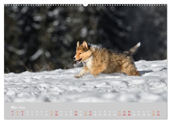 Produktbild: Collie Welpen im Schnee (Wandkalender 2026 DIN A2 quer), CALVENDO Monatskalender