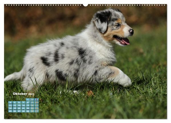 Produktbild: Lillyfee und ein K&ouml;rbchen voller Gl&uuml;ck (hochwertiger Premium Wandkalender 2027 DIN A2 quer), Kunstdruck in Hochglanz