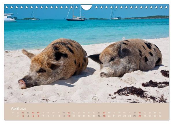 Produktbild: Schwimmende Schweine auf den Bahamas! (Wandkalender 2026 DIN A4 quer), CALVENDO Monatskalender