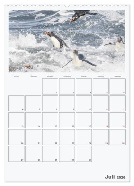 Produktbild: Alltag bei den Pinguinen auf Falkland (hochwertiger Premium Wandkalender 2026 DIN A2 hoch), Kunstdruck in Hochglanz