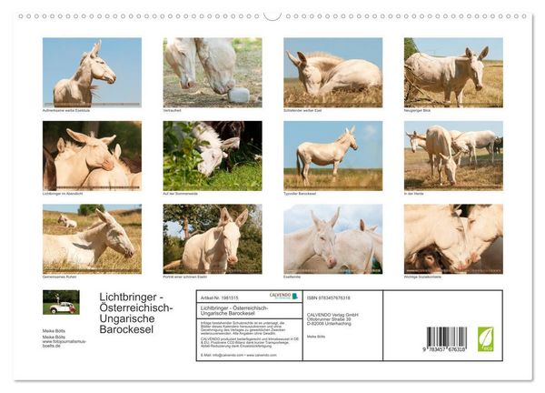 Produktbild: Lichtbringer - &Ouml;sterreichisch-Ungarische Barockesel (hochwertiger Premium Wandkalender 2026 DIN A2 quer), Kunstdruck in Hochglanz