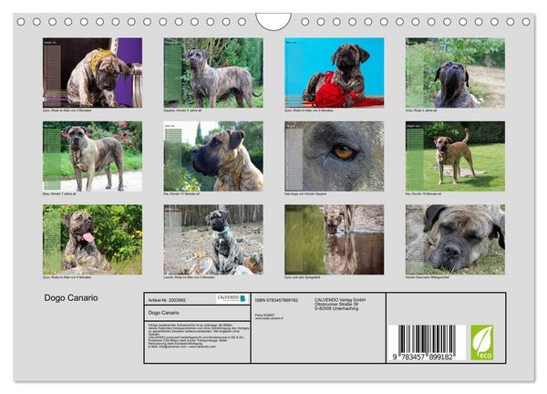 Produktbild: Dogo Canario (Wandkalender 2026 DIN A4 quer), CALVENDO Monatskalender