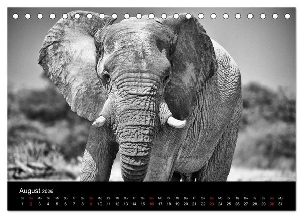 Produktbild: Elefanten Schwarz - Weiss (Tischkalender 2026 DIN A5 quer), CALVENDO Monatskalender