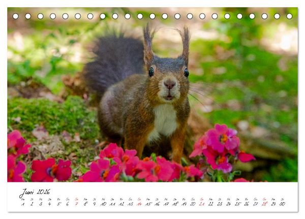 Produktbild: Die Schwarzwald-Eichh&ouml;rnchen (Tischkalender 2026 DIN A5 quer), CALVENDO Monatskalender
