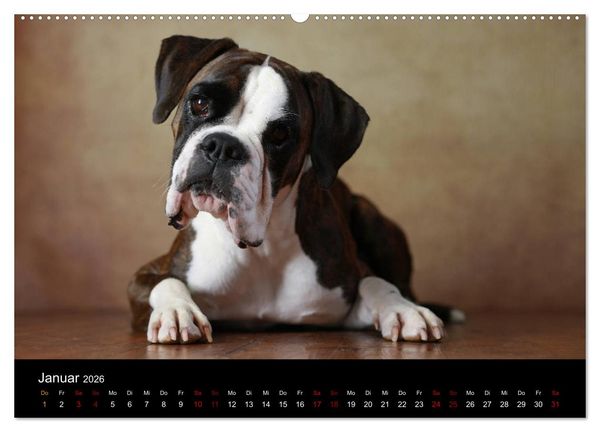Produktbild: Liebenswerte Boxer (Wandkalender 2026 DIN A2 quer), CALVENDO Monatskalender
