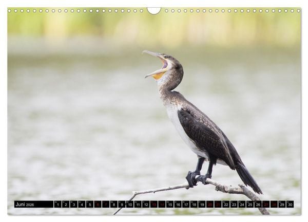 Produktbild: Der Kormoran - Ein intelligenter Fischj&auml;ger (Wandkalender 2026 DIN A3 quer), CALVENDO Monatskalender