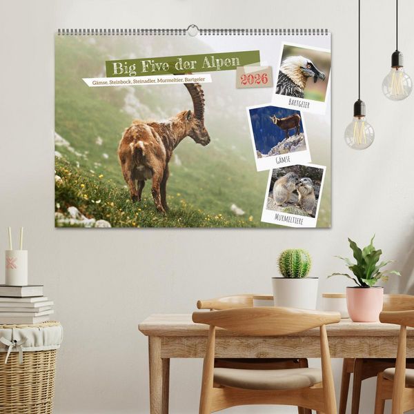 Produktbild: Big Five der Alpen G&auml;mse, Steinbock, Murmeltier, Steinadler, Bartgeier (Wandkalender 2026 DIN A2 quer), CALVENDO Monatskalender