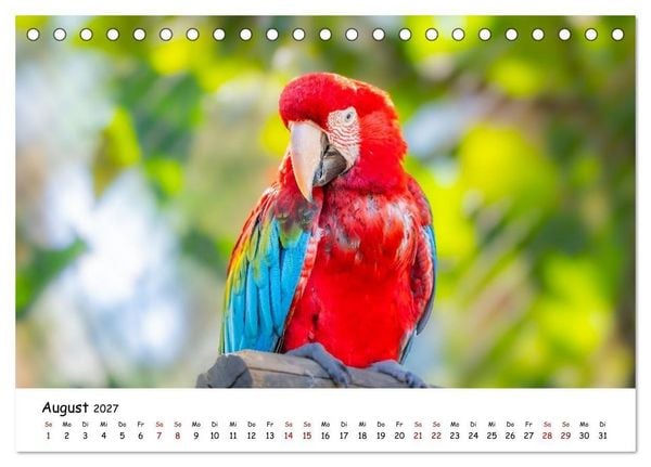 Produktbild: Aras und bunte Sittiche: Exotische Papageien-Portr&auml;ts (Tischkalender 2027 DIN A5 quer), CALVENDO Monatskalender