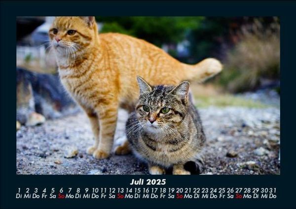 Produktbild: F&uuml;r Katzenfreunde 2025 Fotokalender DIN A5