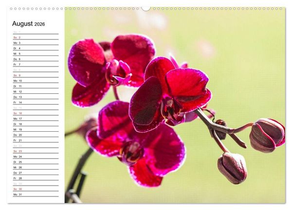 Produktbild: Bl&uuml;tenzauber Orchideen (hochwertiger Premium Wandkalender 2026 DIN A2 quer), Kunstdruck in Hochglanz