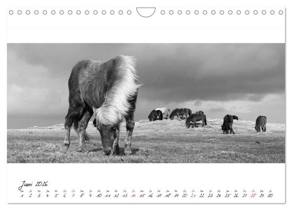 Produktbild: Islandpferde von Brimilsvellir (Wandkalender 2026 DIN A4 quer), CALVENDO Monatskalender
