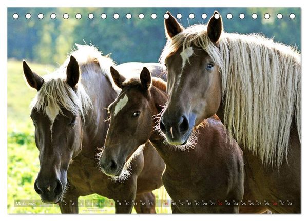 Produktbild: Faszination Kaltblut (Tischkalender 2026 DIN A5 quer), CALVENDO Monatskalender