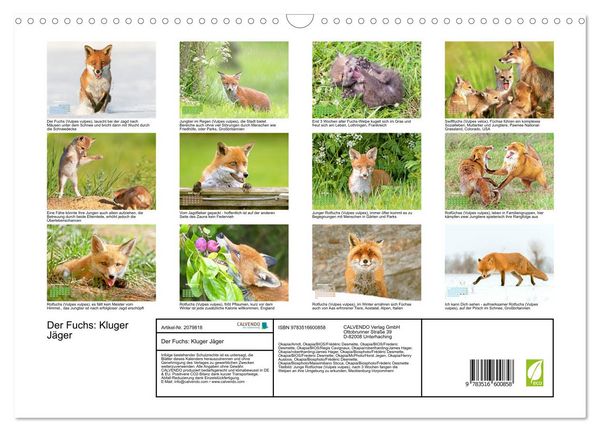 Produktbild: Der Fuchs: Kluger J&auml;ger (Wandkalender 2026 DIN A3 quer), CALVENDO Monatskalender