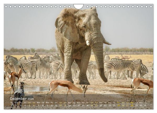 Produktbild: Namibia - African Beauty (Wall Calendar 2026 DIN A4 landscape), CALVENDO 12 Month Wall Calendar