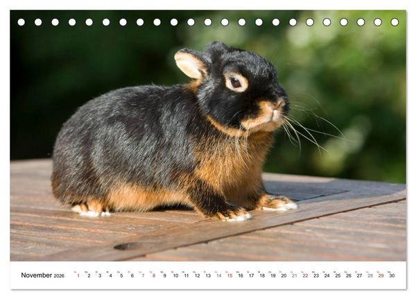 Produktbild: Kaninchen - knuddelige Hausgenossen (Tischkalender 2026 DIN A5 quer), CALVENDO Monatskalender