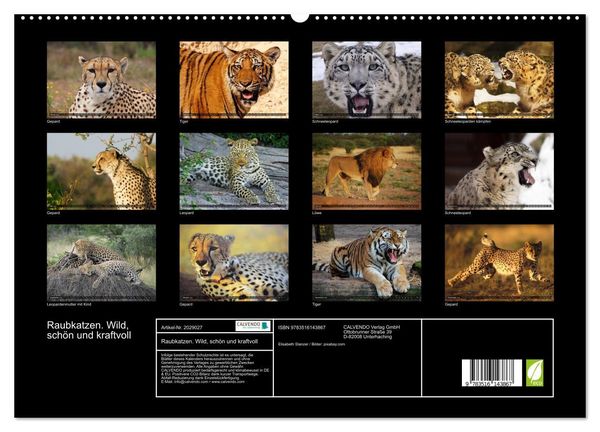 Produktbild: Raubkatzen. Wild, sch&ouml;n und kraftvoll (hochwertiger Premium Wandkalender 2026 DIN A2 quer), Kunstdruck in Hochglanz