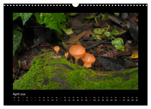 Produktbild: SUMATRA Abenteuer Regenwald (Wandkalender 2026 DIN A3 quer), CALVENDO Monatskalender