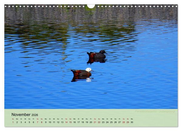 Produktbild: Neuseelands Vogelwelt (Wandkalender 2026 DIN A3 quer), CALVENDO Monatskalender