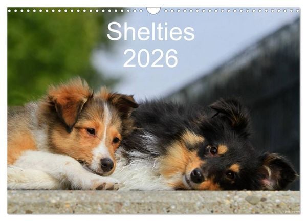 Shelties 2026 (Wandkalender 2026 DIN A3 quer), CALVENDO Monatskalender