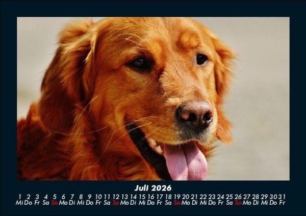 Produktbild: Hundezauber 2026 Fotokalender DIN A5