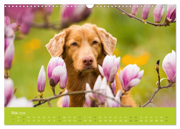 Produktbild: Traumschnauzen (Wandkalender 2026 DIN A3 quer), CALVENDO Monatskalender