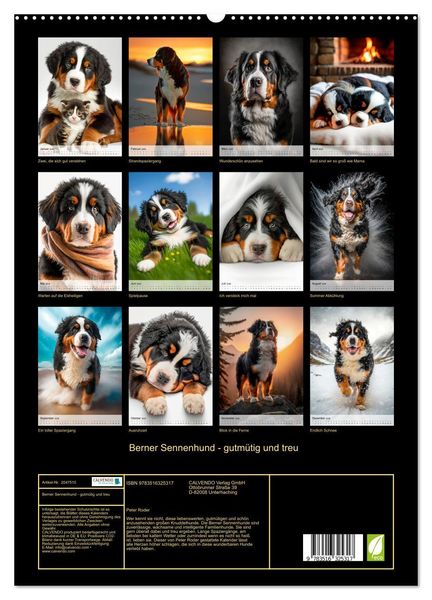 Produktbild: Berner Sennenhund - gutm&uuml;tig und treu (hochwertiger Premium Wandkalender 2026 DIN A2 hoch), Kunstdruck in Hochglanz