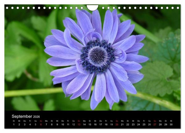 Produktbild: land und leben (Wandkalender 2026 DIN A4 quer), CALVENDO Monatskalender