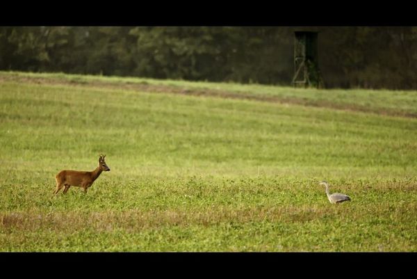 Produktbild: Auf der Jagd - Wem geh&ouml;rt die Natur?