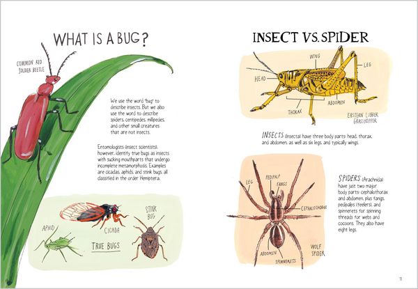 Produktbild: Insect Anatomy