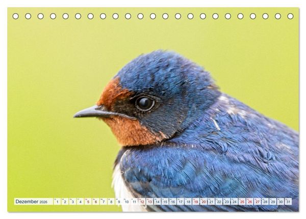 Produktbild: Rauchschwalben - Boten des Sommers (Tischkalender 2026 DIN A5 quer), CALVENDO Monatskalender